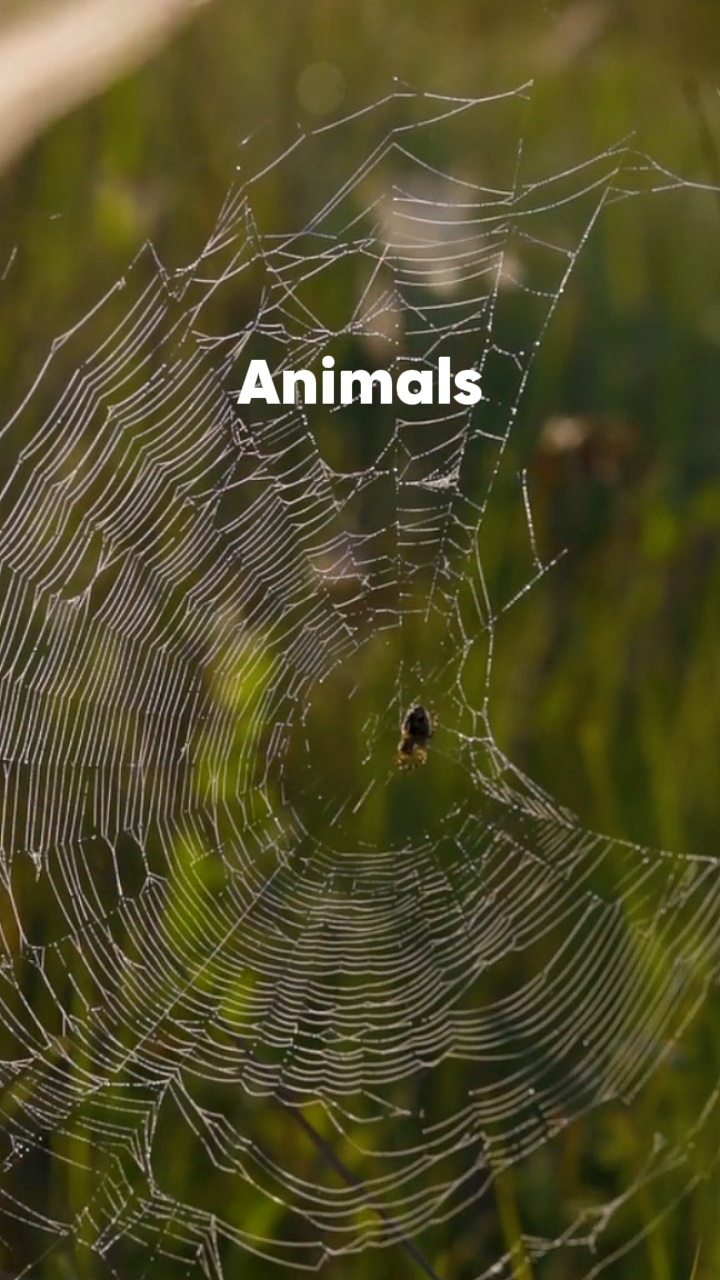 Sound viral 