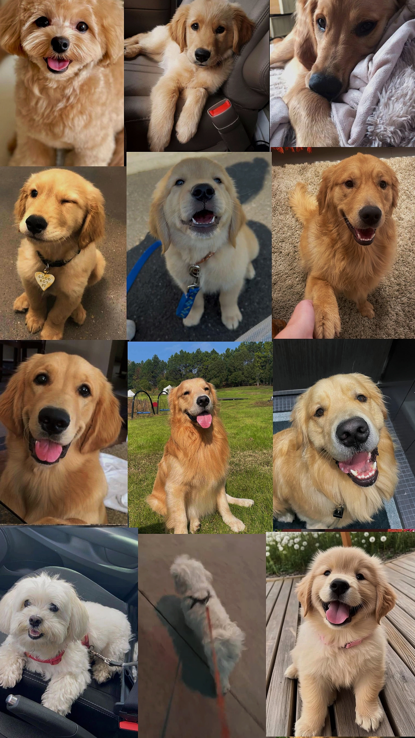 Dog Template 