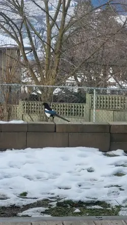 snow day