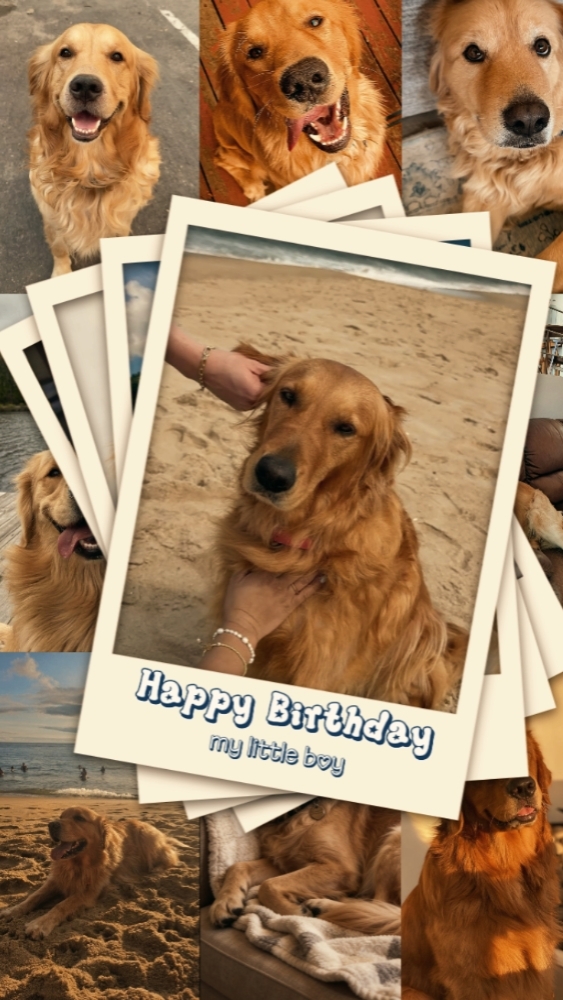 Aniversário Meu Animal De Estimação