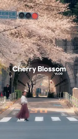 cherry Blossom vlog 
