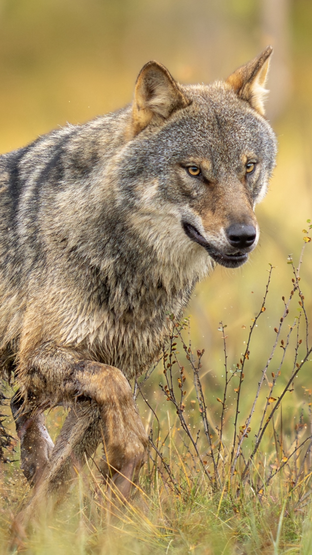 Acción de vida salvaje 🐺 