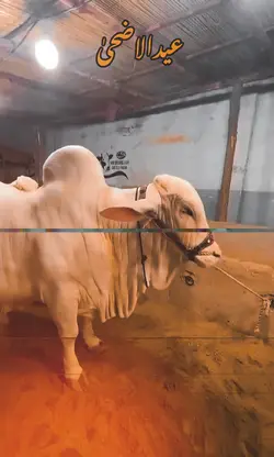 Eid ul adha
