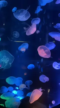 share vid