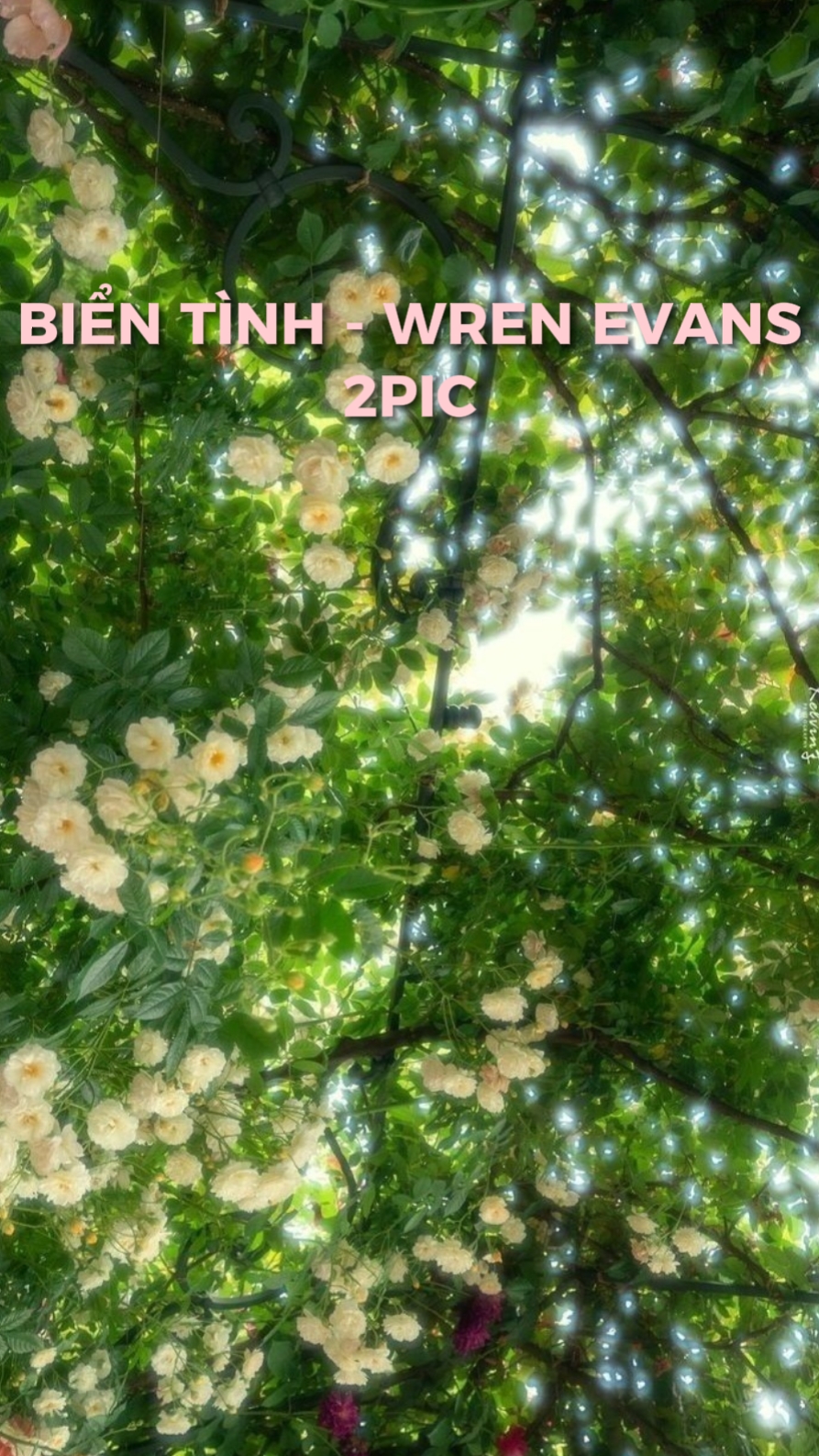 2pic biển tình