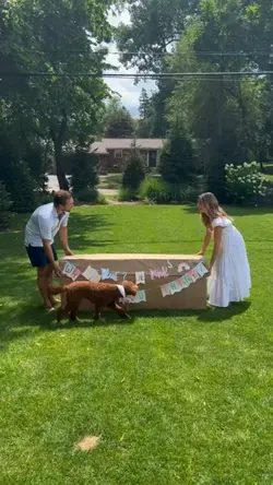 gender reveal 