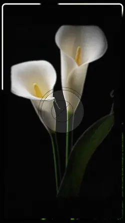 Mark Flores