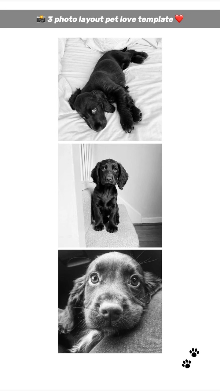 Amor de mascota 3 fotos