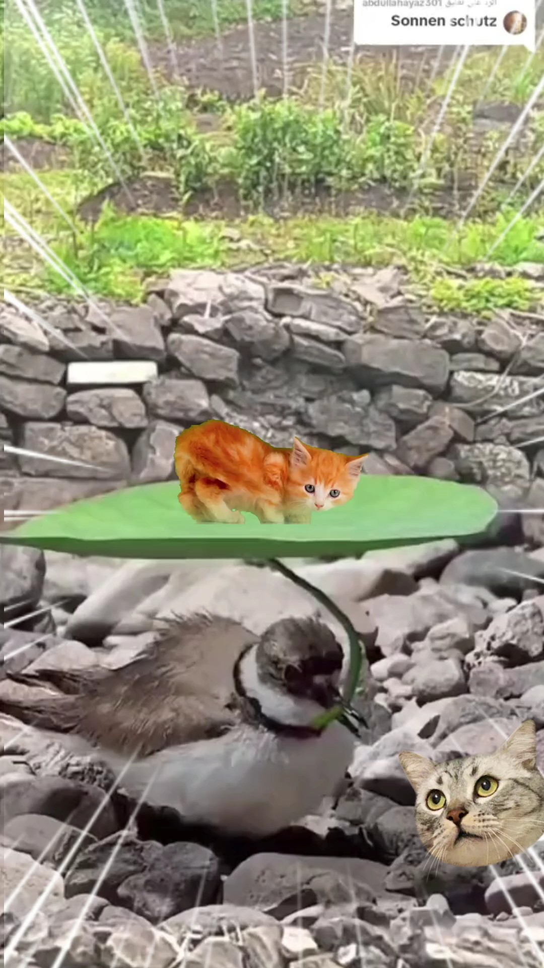 Kucing dan Burung Lucu 
