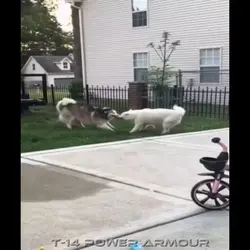 Cat dance