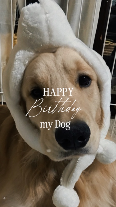 HPBD My Dog