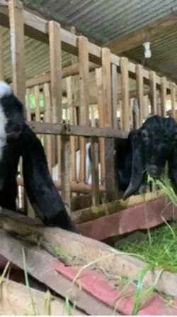 filosofi kambing