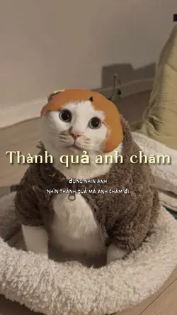Thành quả anh chăm