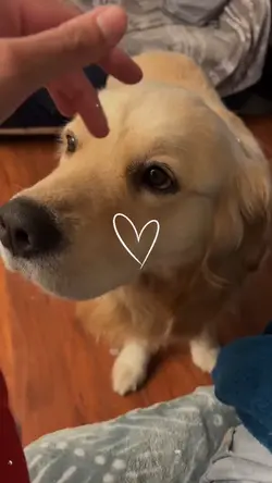 my dog