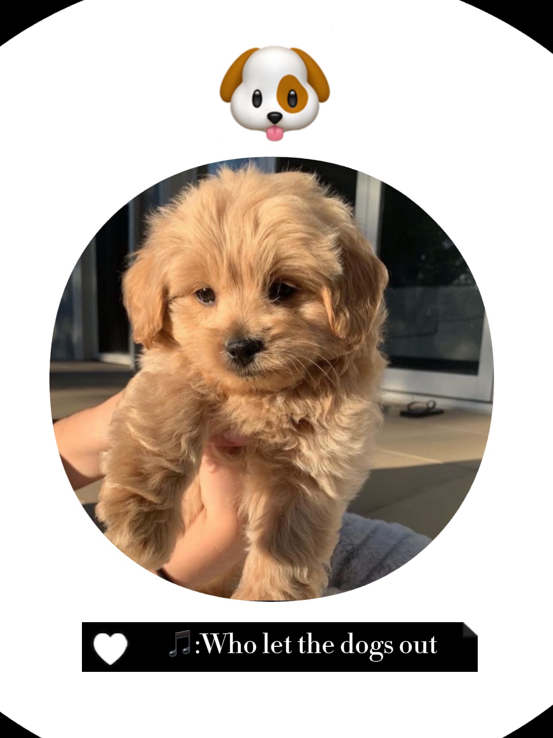 Wer hat die Hunde rausgelassen