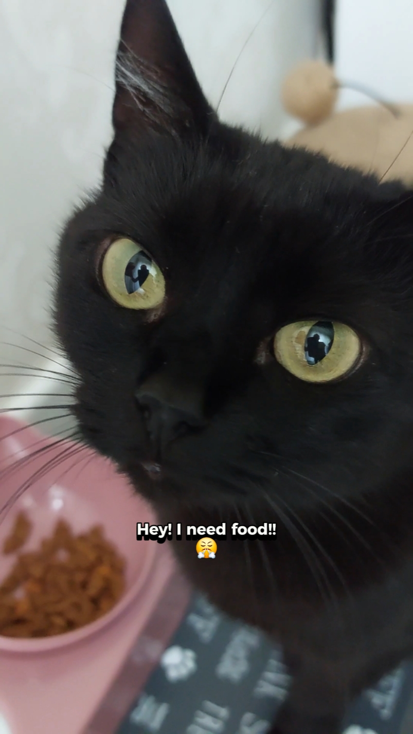 Los gatos son como: