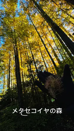 メタセコイヤの森