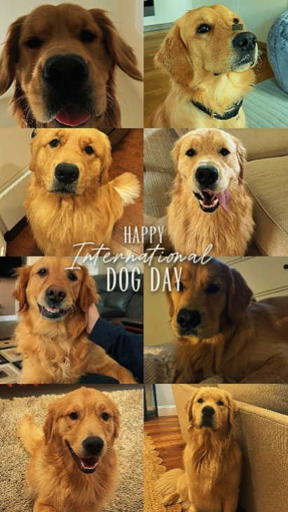 HAPPY DOG DAY
