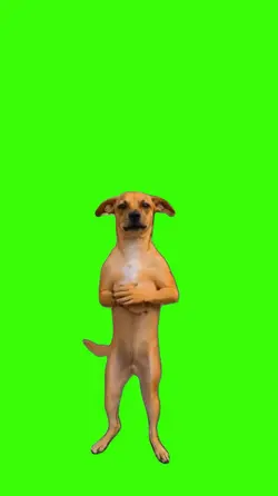 Dog/Cachorro.