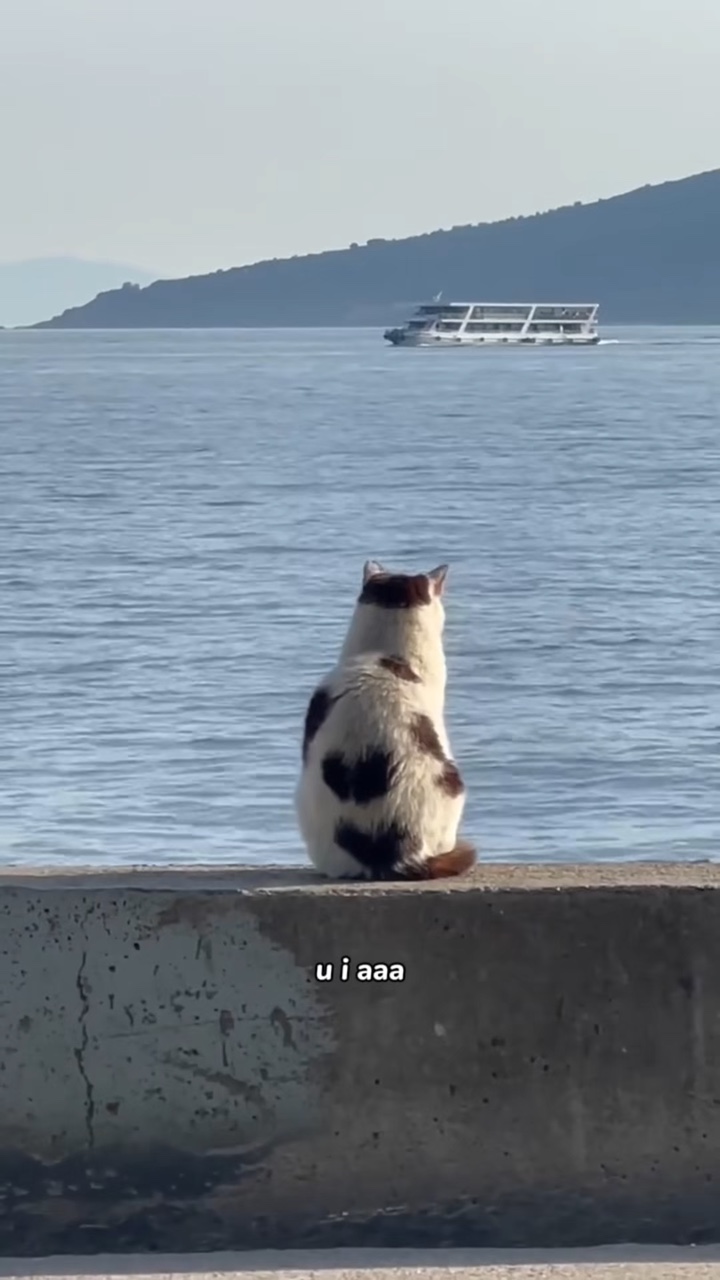 u i aaa