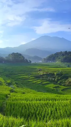 suasana pesawahan 