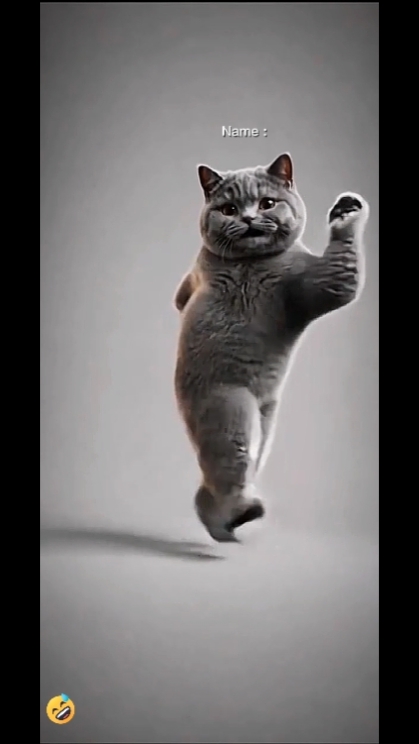 Chat drôle