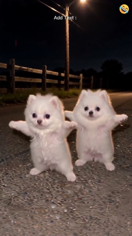 Dance Dog 
