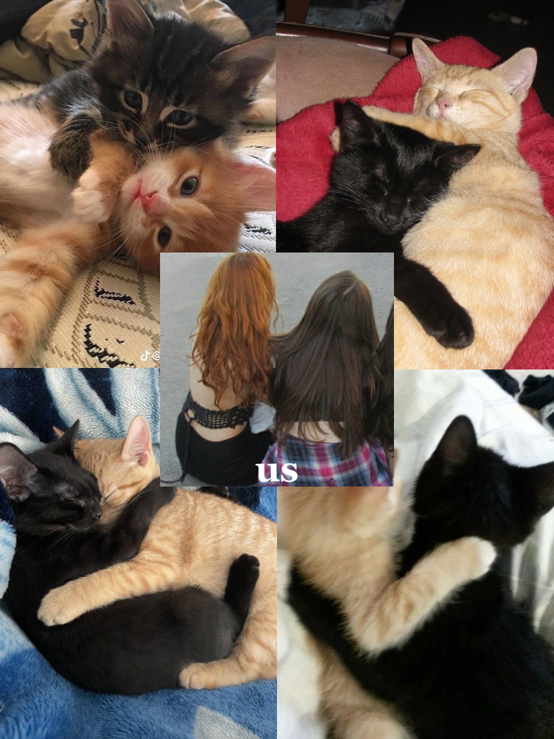 siyah + zencefil kedi❣️