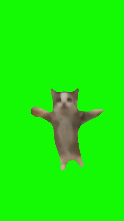 Gato feliz