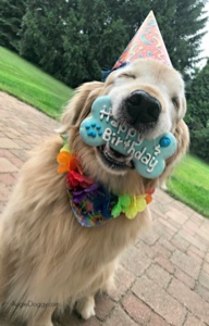 Birthday Dog