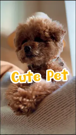 Cute Pet