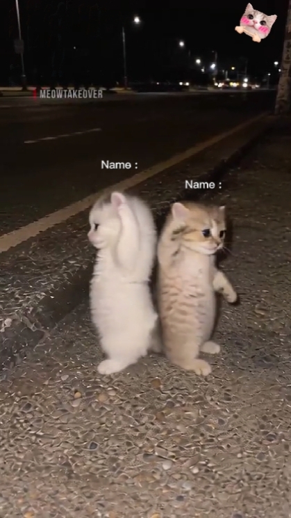 귀여운 고양이