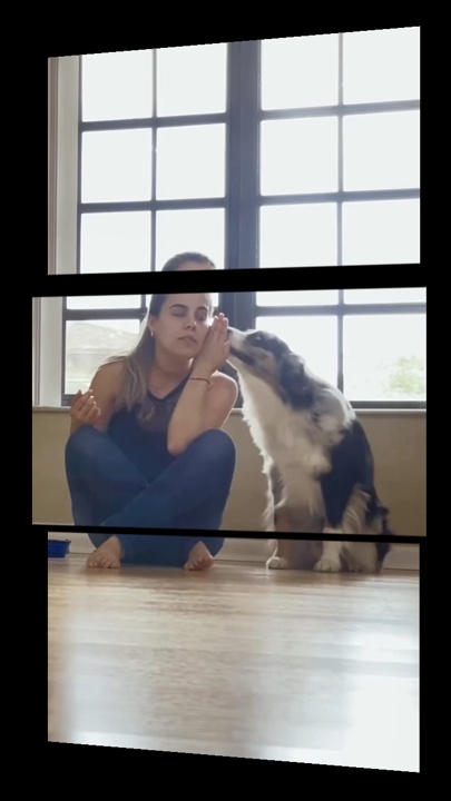 Perrito sentado