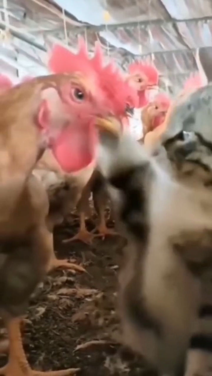 Sommerkleidung Produktanzeige Lustiger Witz TikTok Style