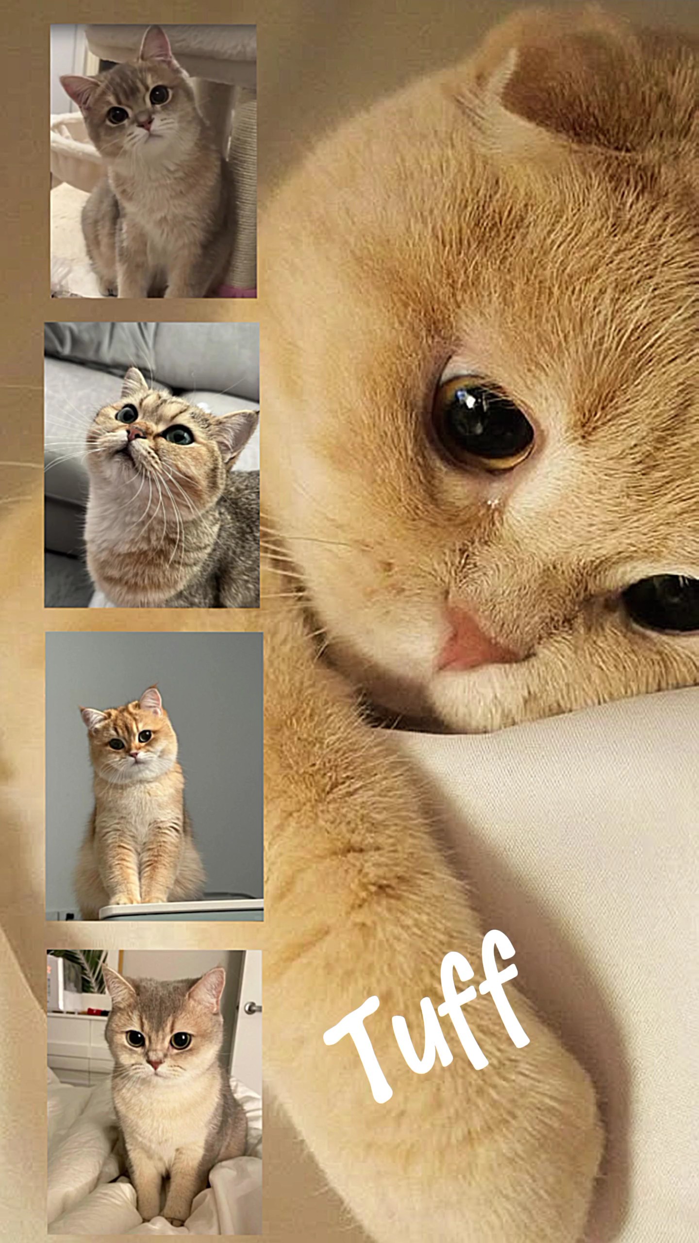 Adorable Mascota