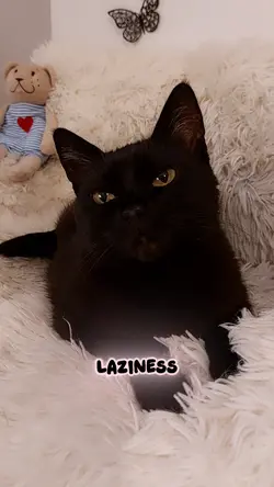 My laziness..