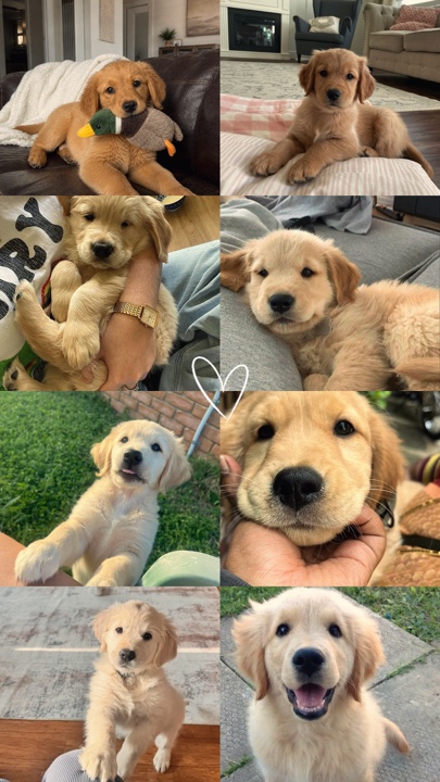 My pets 