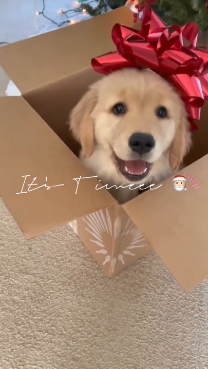 Animal de Noël