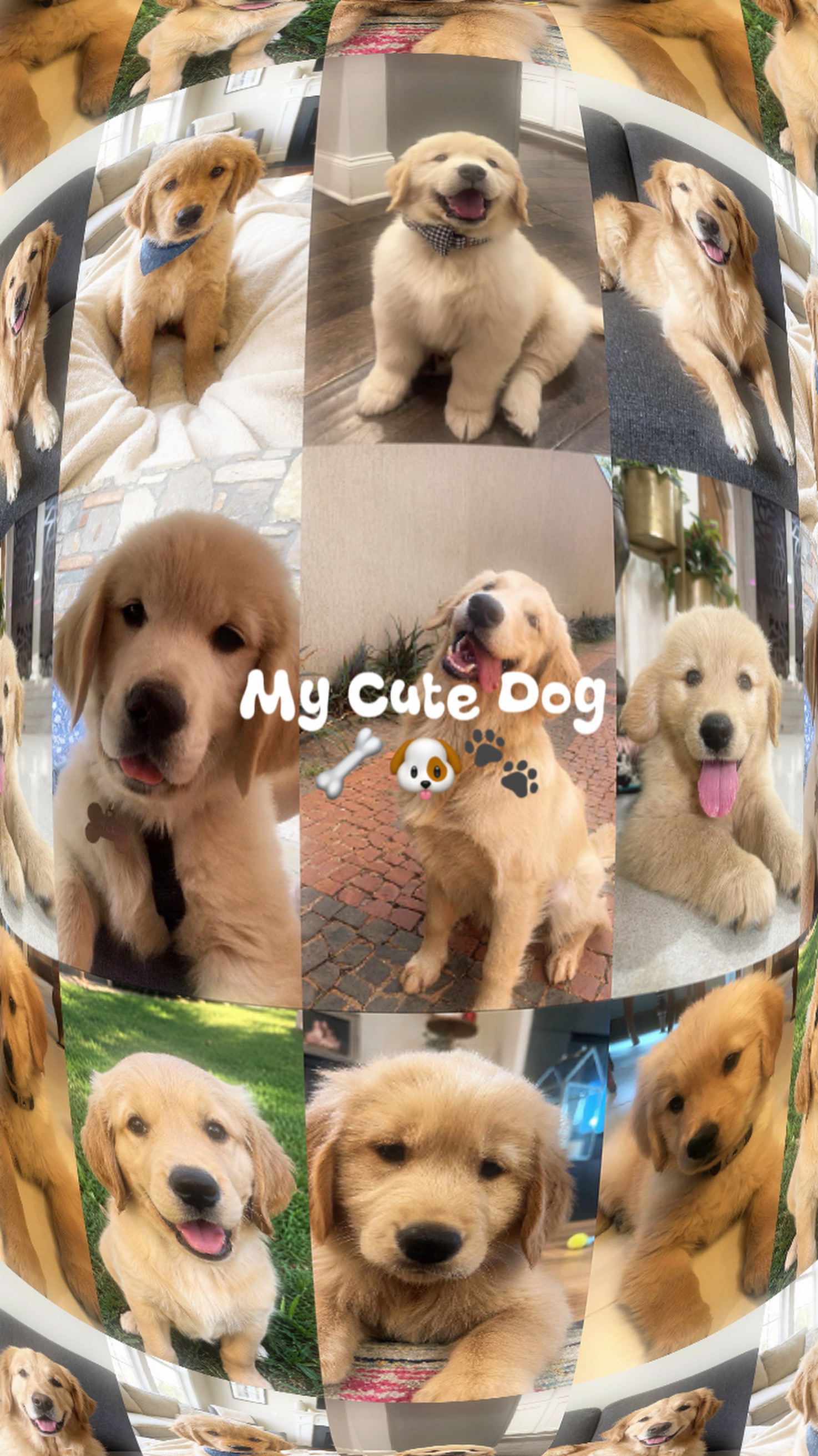 My Cute Dog