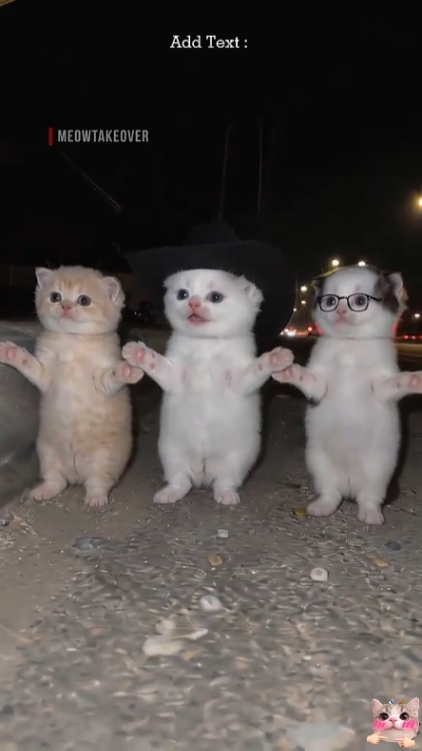 Funny Dance Cat.. 
