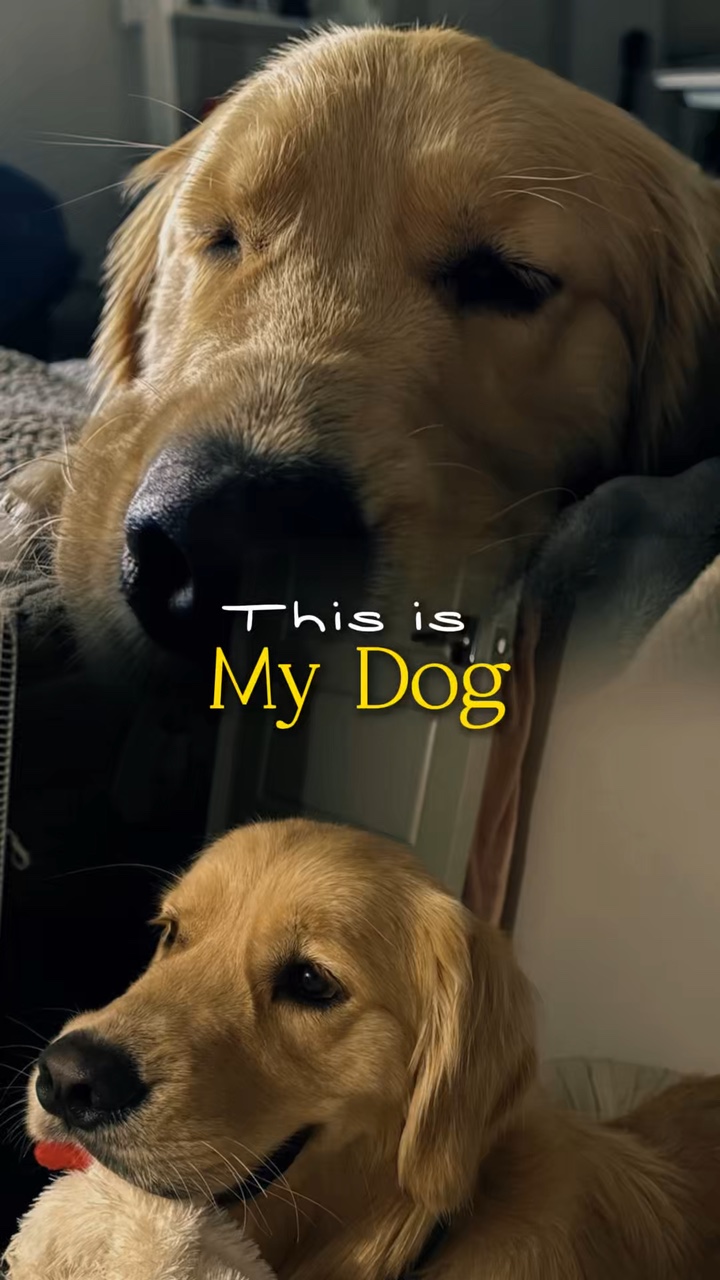 Este es mi perro