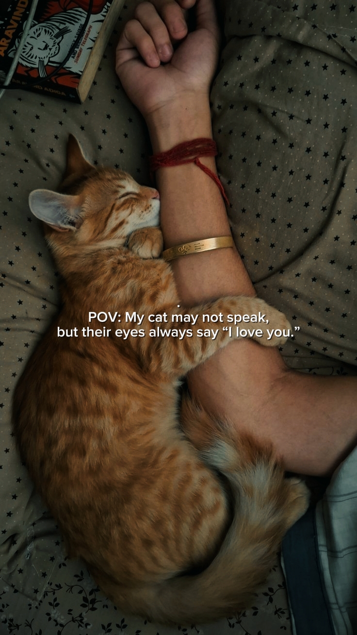 Liebe Katze