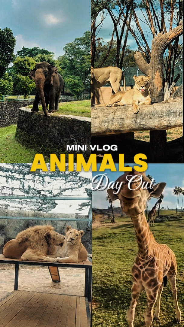 Día De Animales
