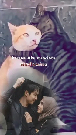 DRACIN OYEN 