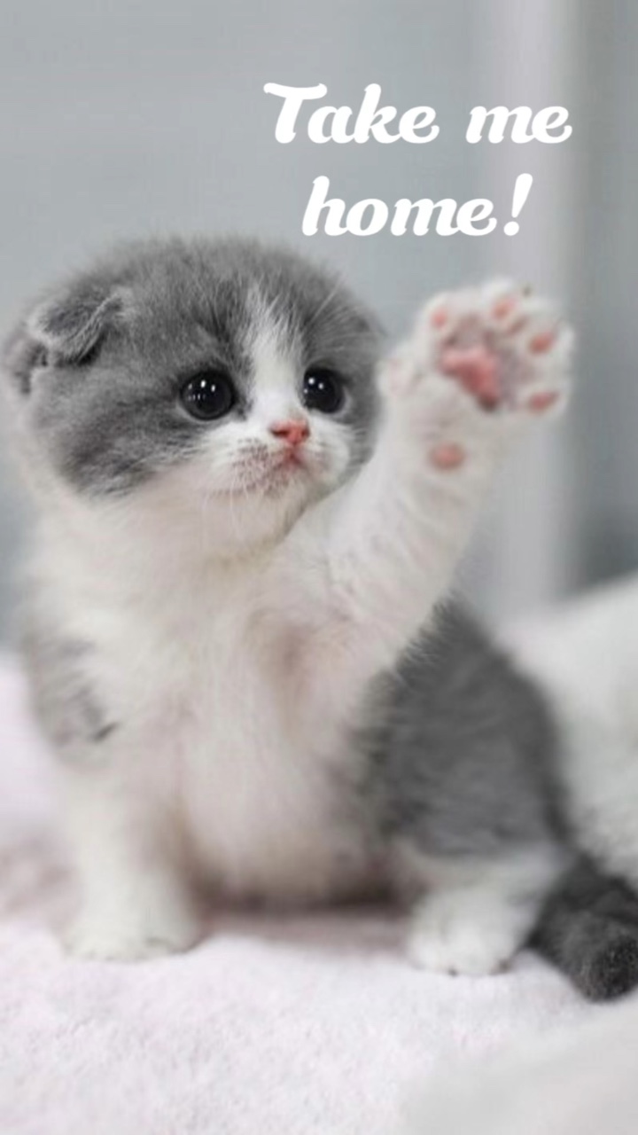 Anúncio de loja de animais de estimação Estilo Tiktok