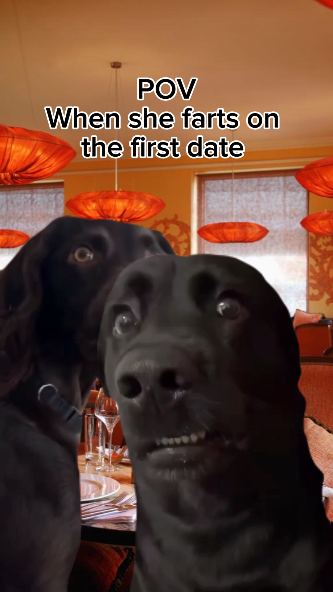 Meme de perro 🐶 