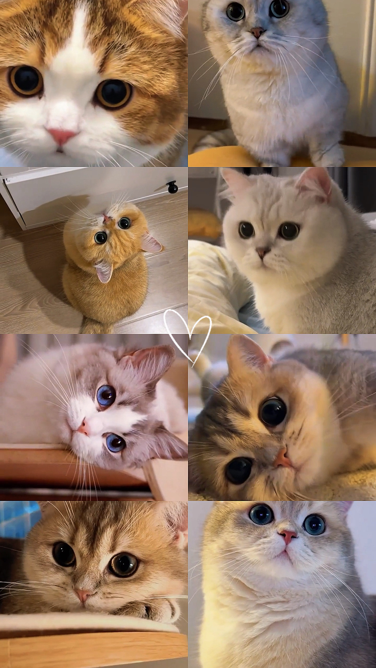 Süße Katze