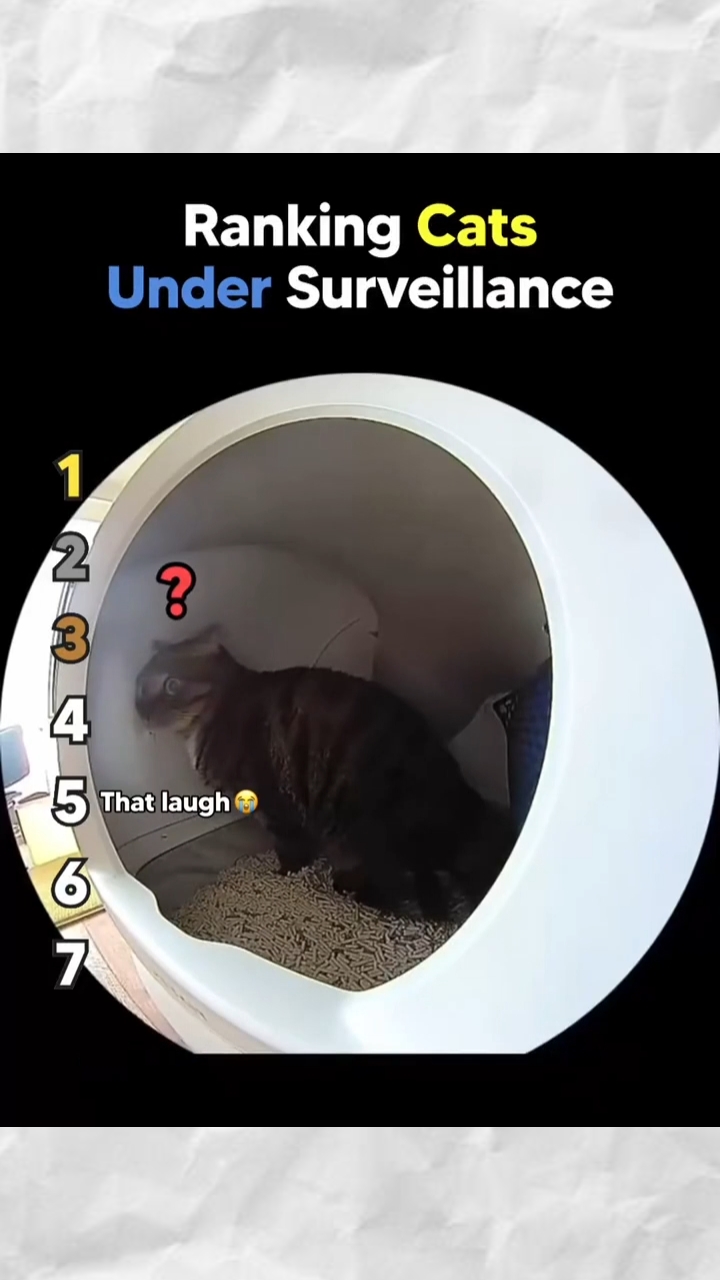Überwachung von Katzen