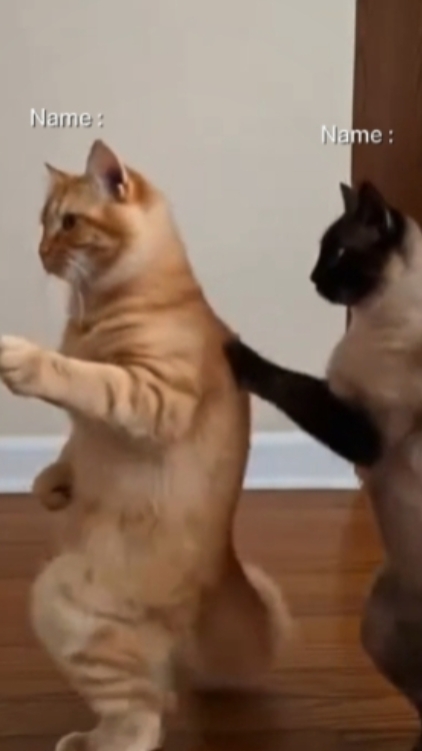 Lustige Katze. 