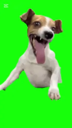 Laughing Dog meme